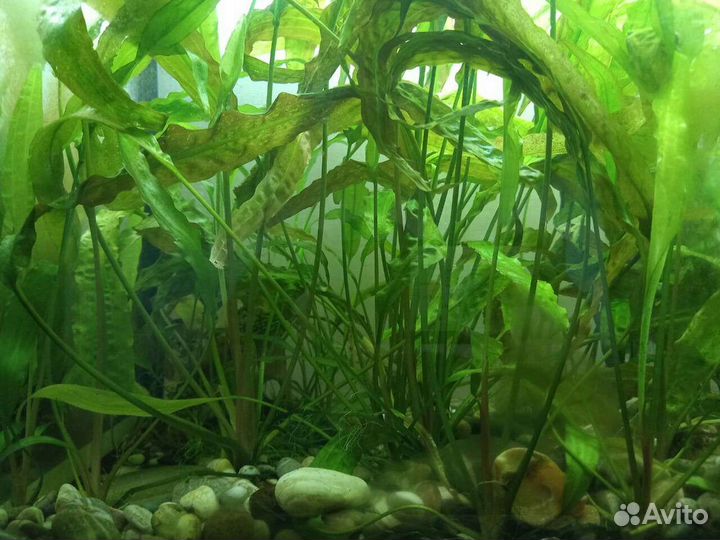 Водоросли для аквариума
