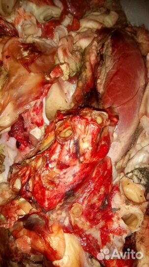 Мясо для собак