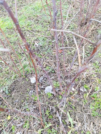 Куст малины