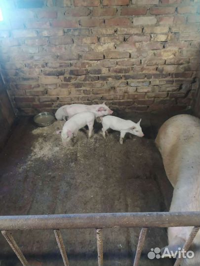 Поросята