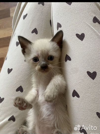 Сиамские котята