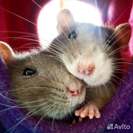 Передержка животных