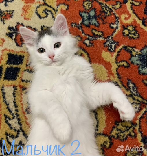 Котята в добрые руки