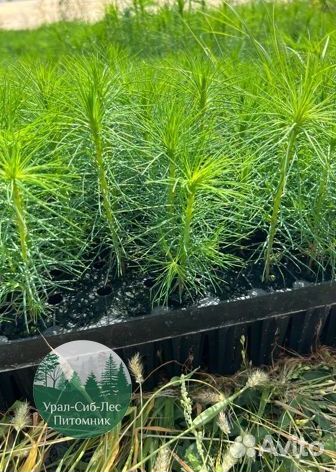 Сеянцы зкс Сосна окс Ель Лиственница Горная