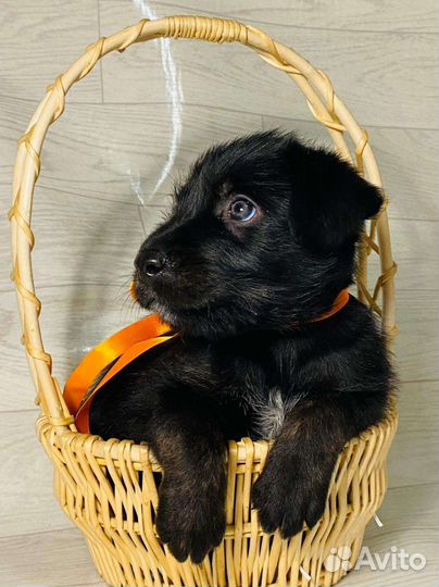 Собаки бесплатно в добрые руки