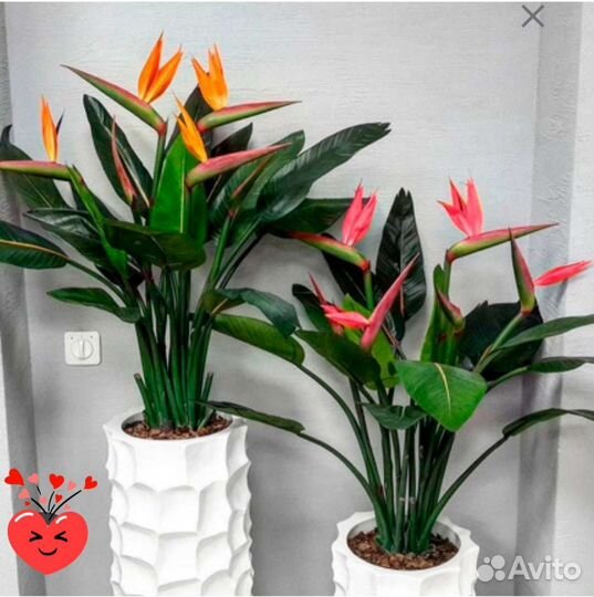 Стрелиция Регина-райская птица