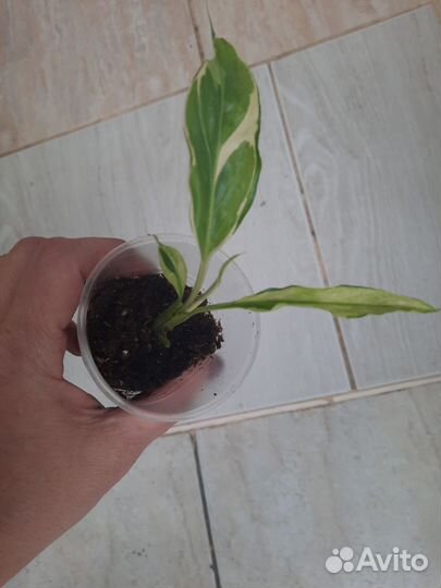 Спатифиллум Индонезия Дели гибрид