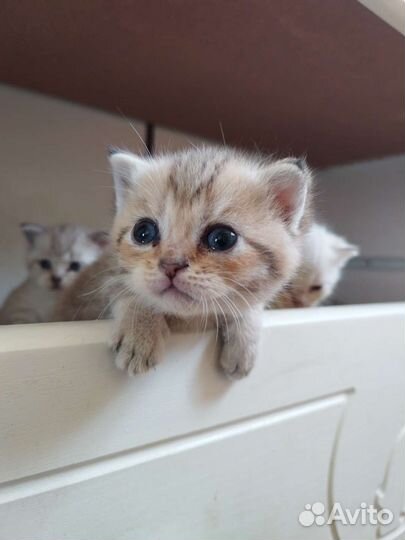 Котята