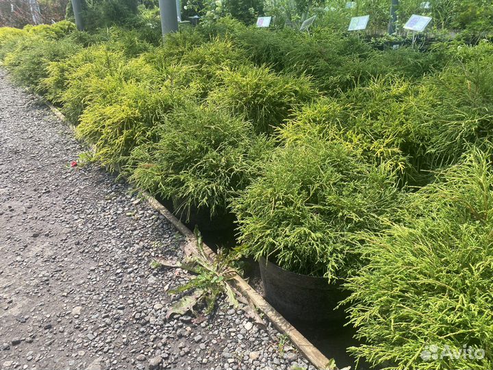 Кипарисовник горохоплодный филифера нана