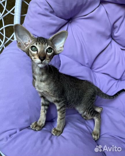 Ориентальные котята