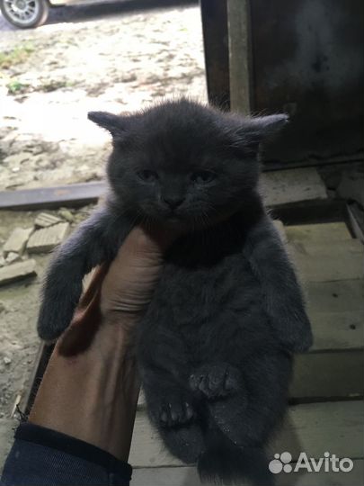 Отдам прелестных котят