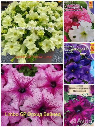 Петуния кустовая и ампельная