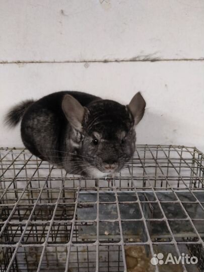 Шиншилловая ферма