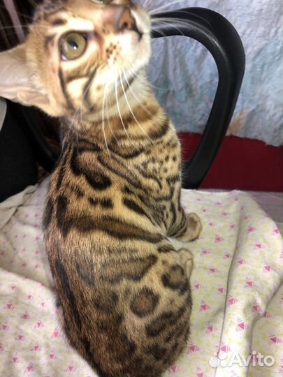 Бенгалята-девочки для души и разведения