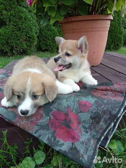 Вельш-корги пемброк