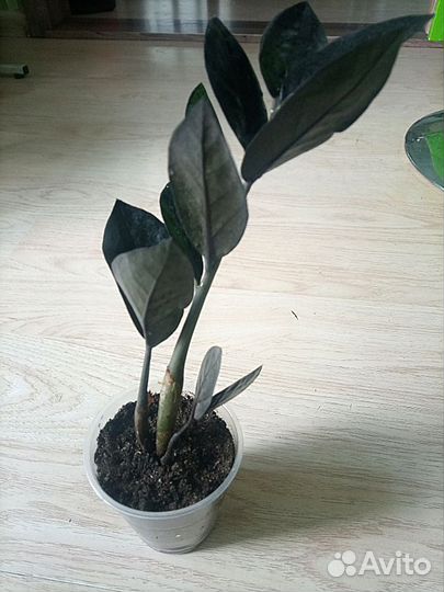 Замиокулька