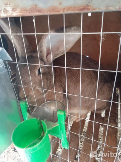 Кролики на племя и на мясо