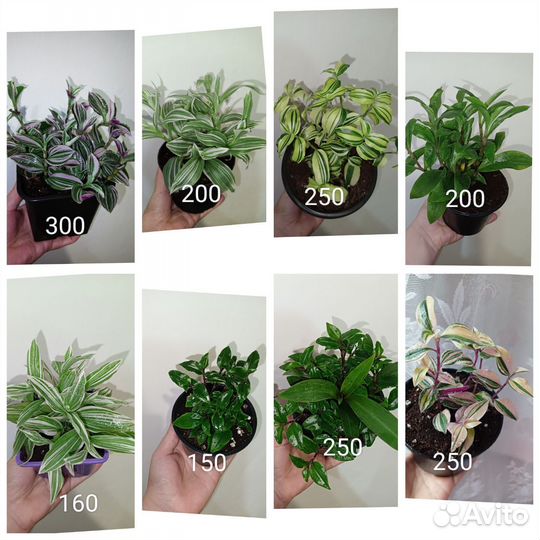 Традесканции сортовые