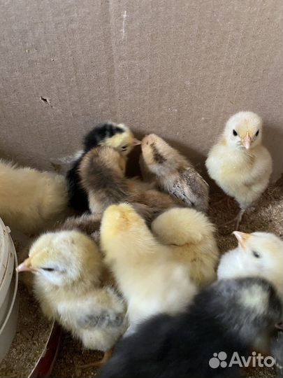 Цыплята подрощенные домашние