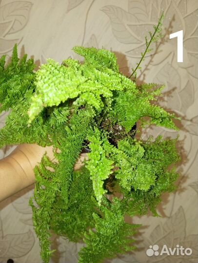 Папоротник Fluffy Ruffles