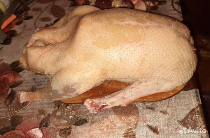 Гуси Мамут Датский