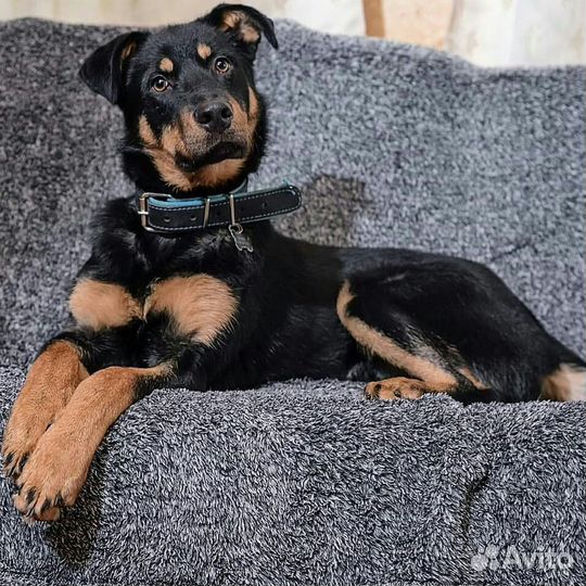 Брейв в поисках дома