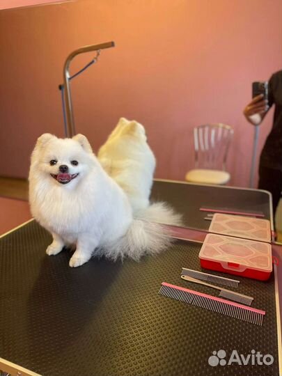 Стрижка собак, груминг