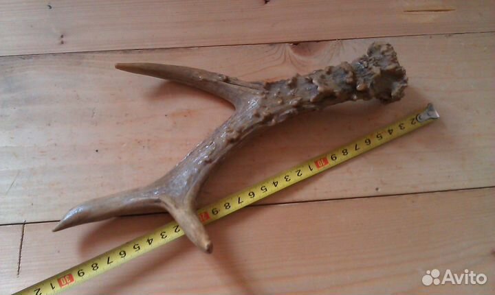 Рога косули