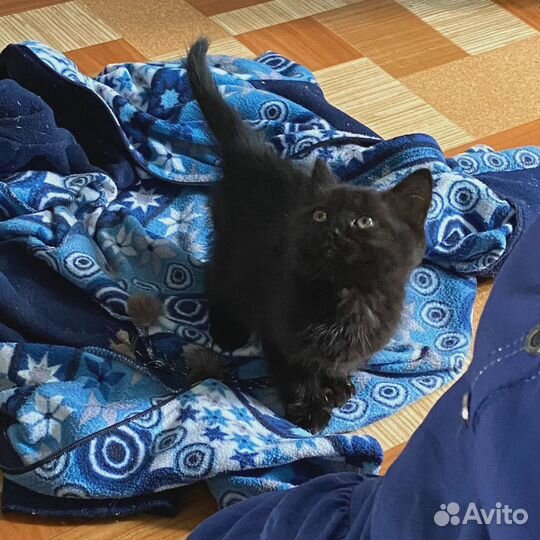 Черный котенок мальчик