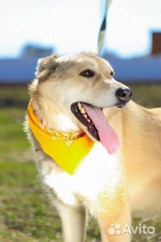 Собака белоснежная в приюте