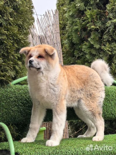 Акита девочка