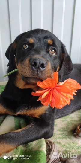 Дрессировка, передержка всех пород собак