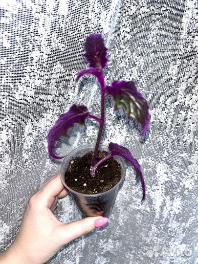 Гинура, цветок гинура