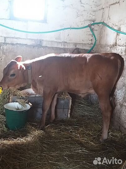 Коровы дойные, телочка, свиньи, бараны
