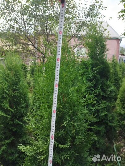 Продажа деревьев