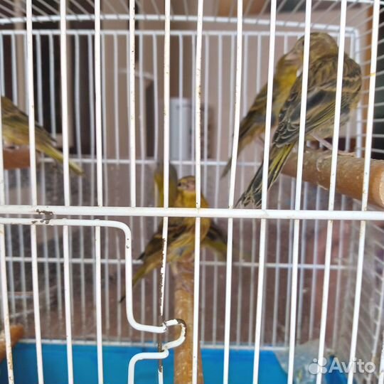 Кенара и канарейки
