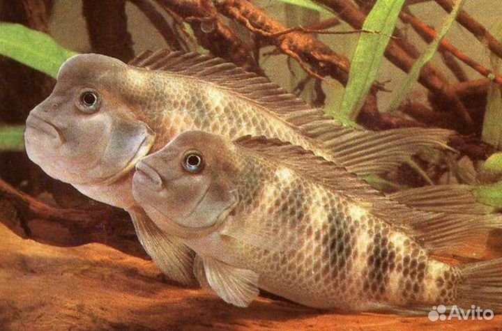 Стеатокранус Львиноголовая мирная цихлида, Бурунди