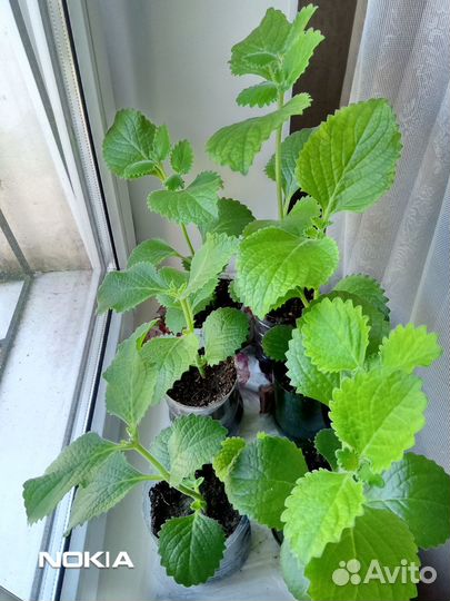 Плектрантус(комнатная мята)