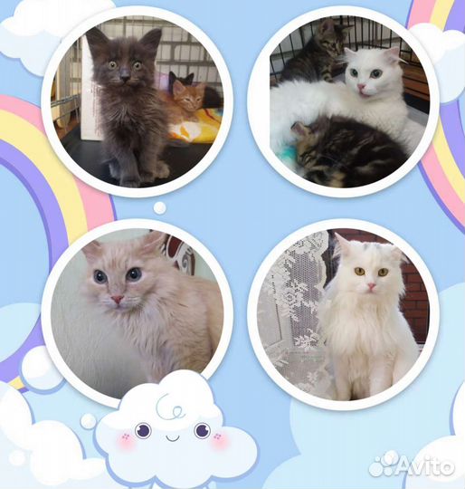 Передержка для кошек