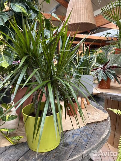 Драцена компакта. Драцена Маргината, Варнески