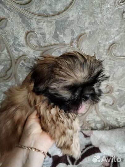 Шит цу щенки