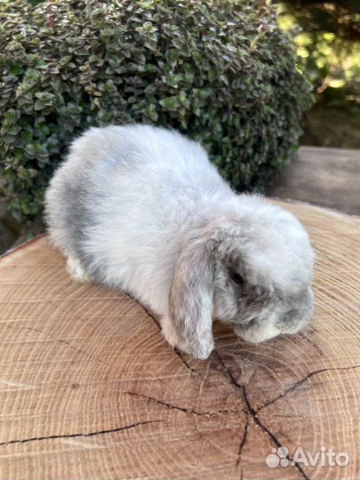 Карликовые рексобараны