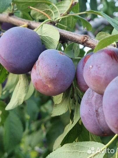 Саженец сливы