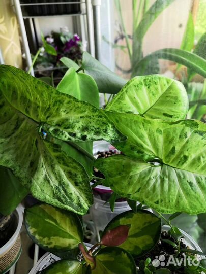 Комнатные цветы: сингониумы, сциндапсус и др