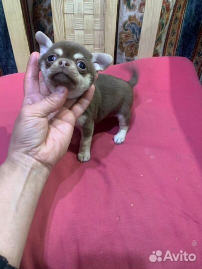 Чихуахуа малышка шоколад с подпалом Коко