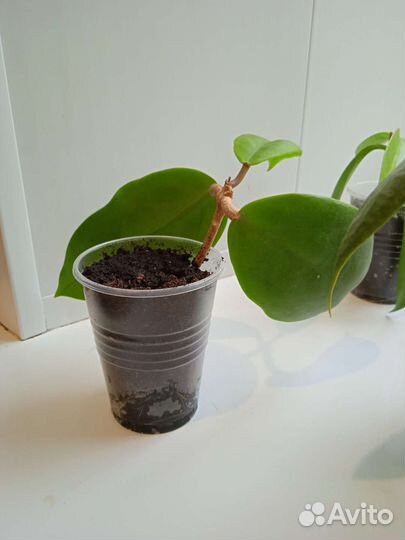 Продам хойи