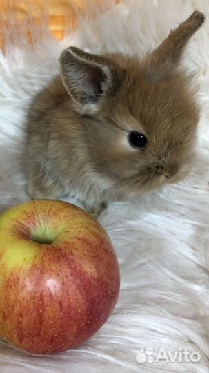 Карликовые декоративные кролики