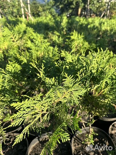 Саженцы Туи Брабант