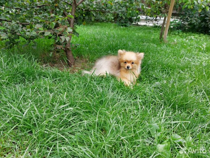 Померанский шпиц медвежьего типа