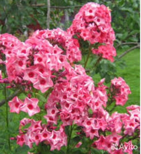 Флокс Ладога